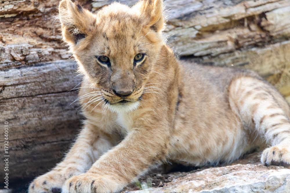 Obraz premium The Zoo is seeing double with the birth of not one, but two lion cubs! The male-female sibling pair were born to mother Saba and father Jabulani in late June. Imara (ee-mah-rah),Tamu (tah-moo)