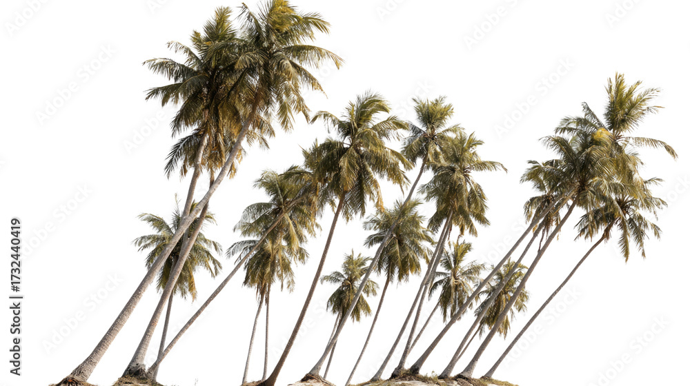 Obraz premium Tropical Coconut Palm Trees Isolated on Transparent Background – Lush Green Foliage and Natural Trunk Detail for Commercial Use
