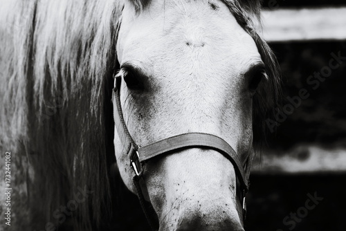 A close-up shot of a horse wearing a bridle, ideal for use in equestrian or farm-themed projects