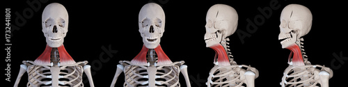 3d Illustration of Platysma Muscle Movement