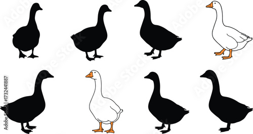 Silhouette birds, colored ducks, pattern recognition puzzle, visual contrast, animal illustration, wildlife concept, group formation, educational design, stock vector art