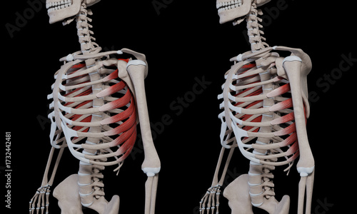 3d Illustration of Serratus Anterior Muscle Movement