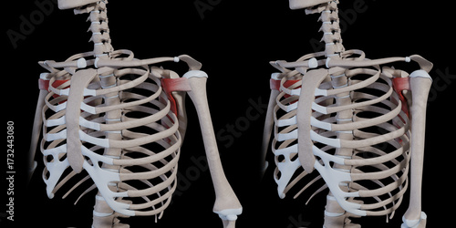 3d Illustration of Subscapularis Muscle Movement