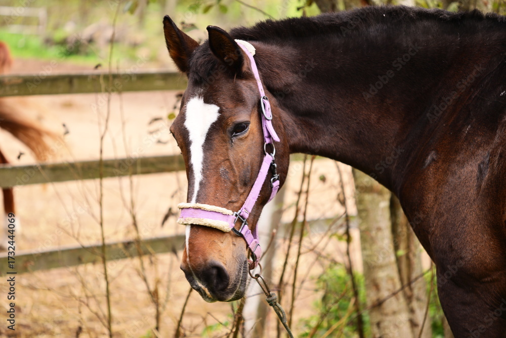 Naklejka premium A brown horse stands next to a wooden fence in a natural setting