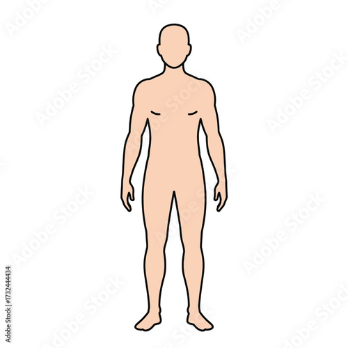 Vector outline illustration of male body