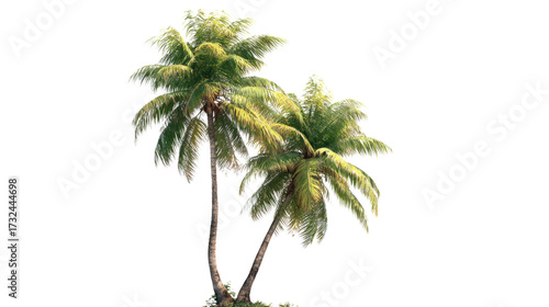 Tropical Coconut Palm Trees Isolated on Transparent Background – Lush Green Foliage and Natural Trunk Detail for Commercial Use