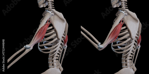 3d Illustration of Triceps Muscle Movement