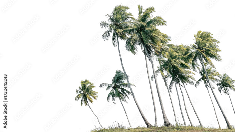 Fototapeta premium Tropical Coconut Palm Trees Isolated on Transparent Background – Lush Green Foliage and Natural Trunk Detail for Commercial Use