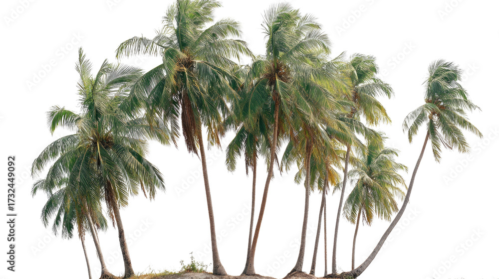 Fototapeta premium Tropical Coconut Palm Trees Isolated on Transparent Background – Lush Green Foliage and Natural Trunk Detail for Commercial Use