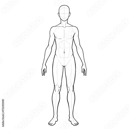Vector outline illustration of male body