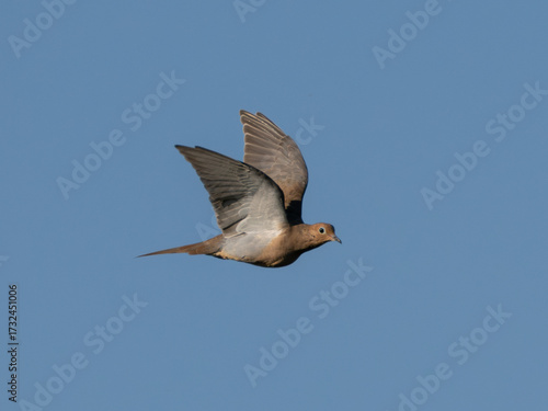 Mourning dove in flight