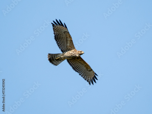 Broad winged hawk in flight