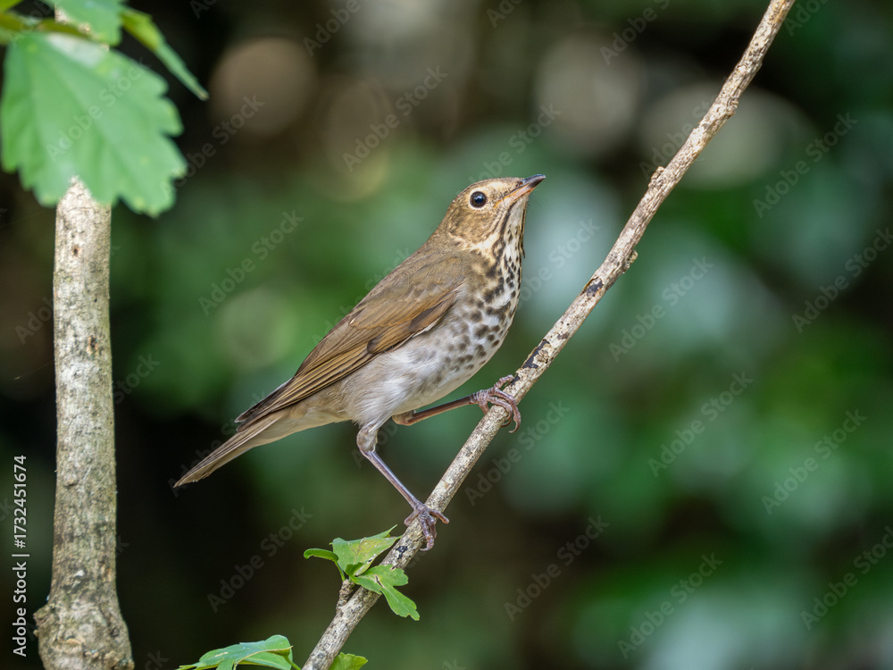 Fototapeta premium Swainson's Thrush perched on a limb