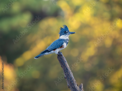 Belted Kingfisher on perch with yellow green background