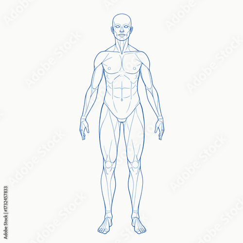 Vector outline illustration of male body