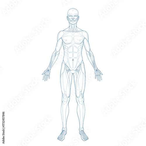 Vector outline illustration of male body