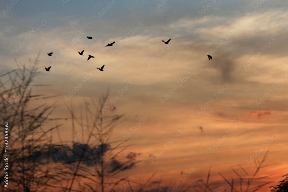 Fototapeta premium A striking photograph of a sunset with the sky filled with warm,orange and gold colors.Several birds are silhouetted againt the bright sky.