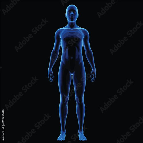 Vector outline illustration of male body