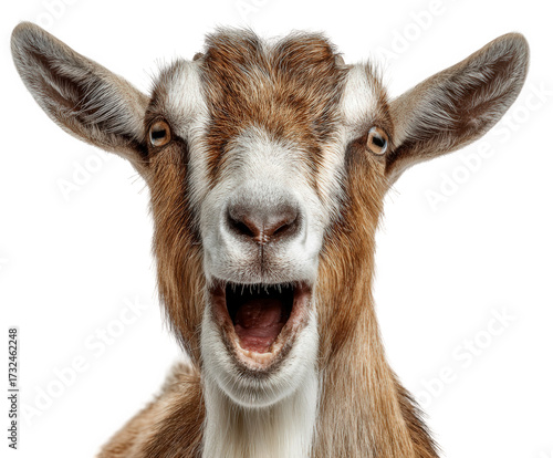 A closeup, headon shot of a brown and white goat with its mouth open in a bleating or screaming expression, isolated on a transparent background