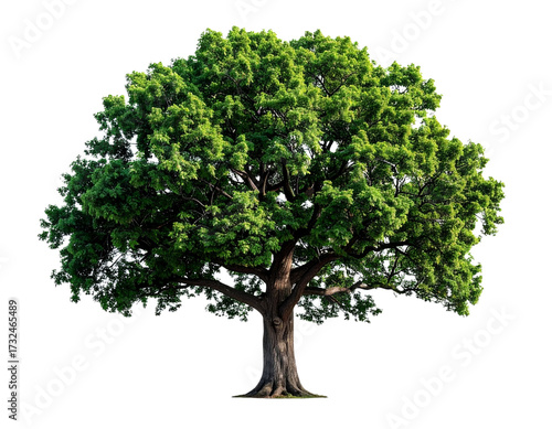  Majestic Green Oak Tree with Spreading Canopy