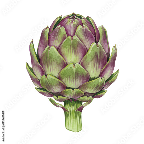 Watercolor artichoke with purple tipped leaves and detailed stem texture isolated on white background