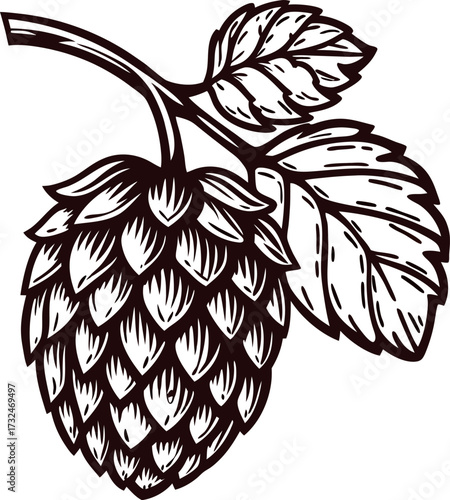 Detailed vintage illustration of a hop cone with leaves hand drawn botanical black ink drawing