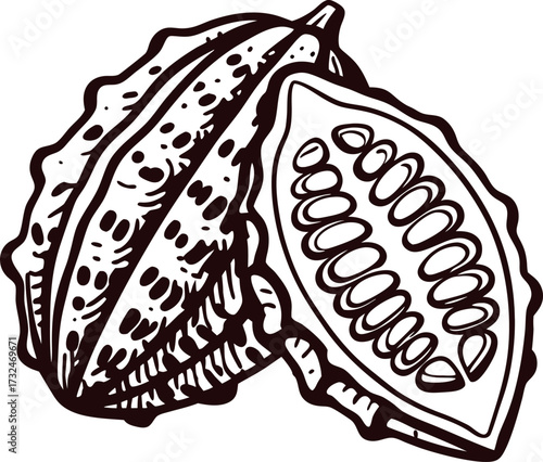 Hand drawn cocoa pod with seeds isolated vintage botanical illustration