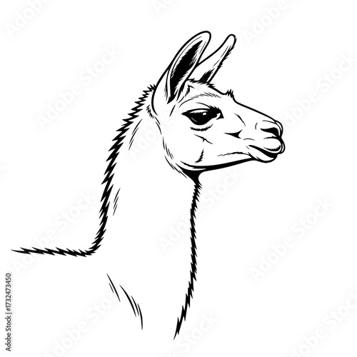 Vector art of black and white line drawing of llama head profile