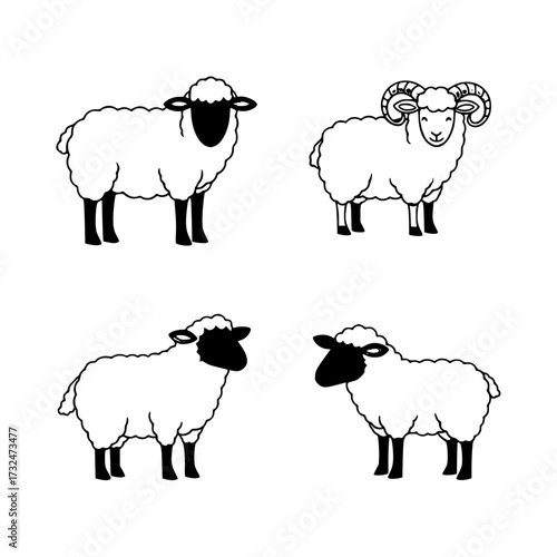Vector art of four different sheep breeds illustration