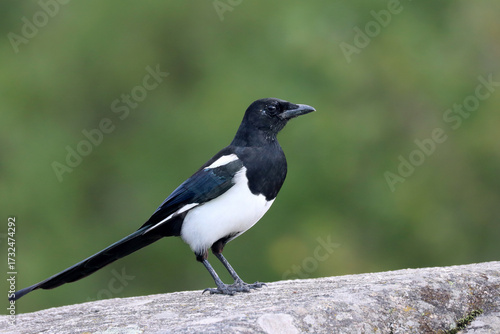 Magpie