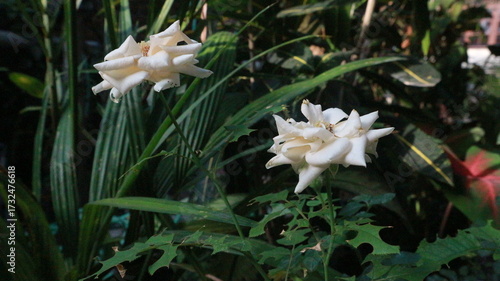 white rose in dark exposure with background of blurry leaf rose in wild
