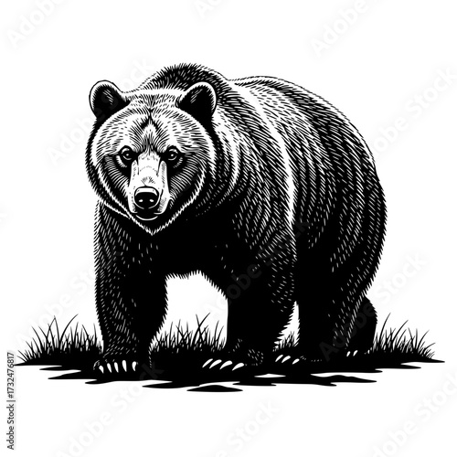 Vector art of black and white illustration of a bear standing on grass, detailed fur texture and realistic design