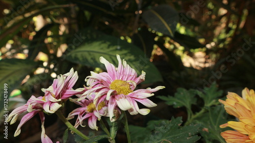 wilted purple chrysanthemum purple white with yellow center chrysan flower krisan with leaf blured background