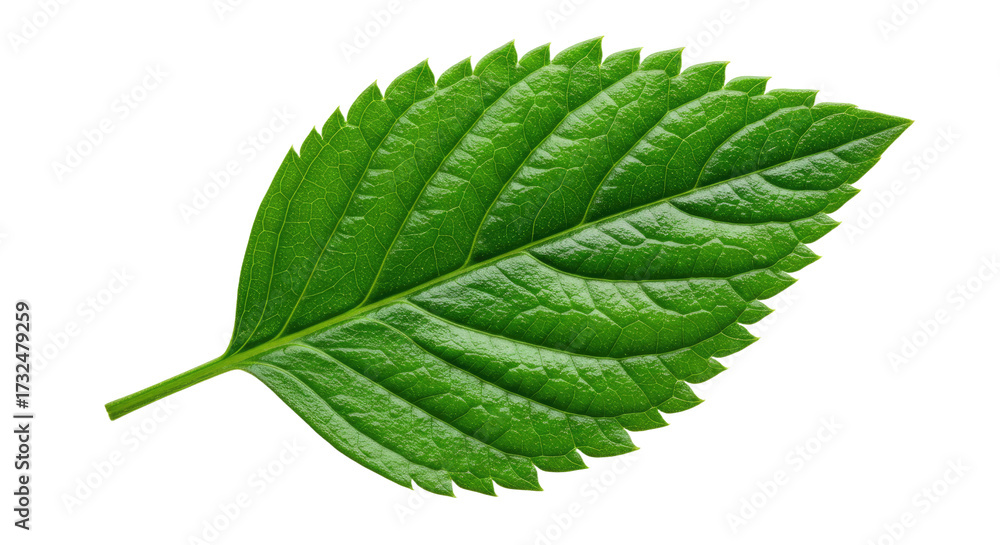 Fototapeta premium Vibrant Green Leaf with Serrated Edges on White Background.