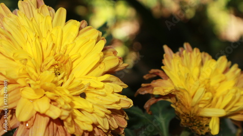 yellow Chrysanthemum morifolium chrysan flower in yellow color beautyfull nature flower background krisan