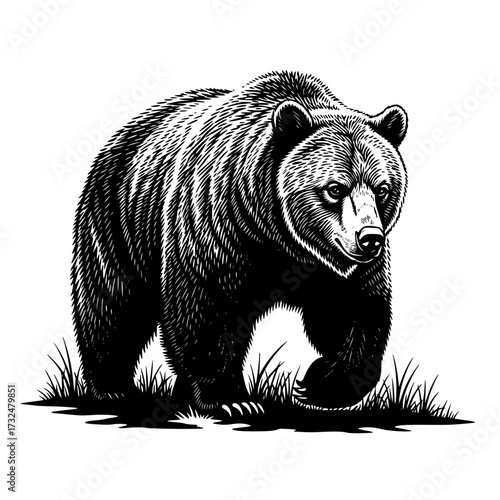 Vector art of black and white illustration of a bear walking on all fours with detailed fur texture