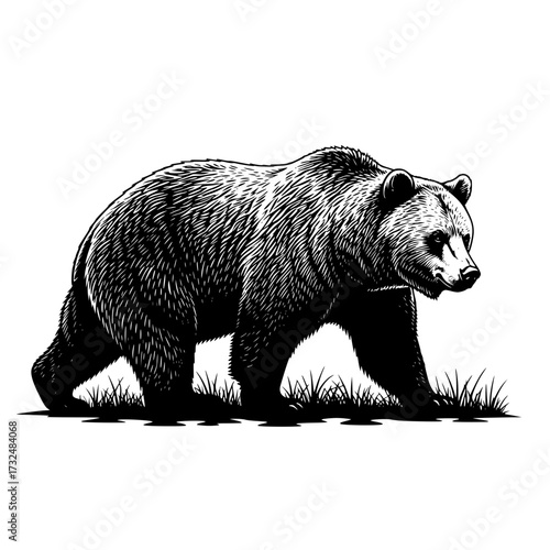 Vector art of detailed black and white illustration of a bear walking on all fours