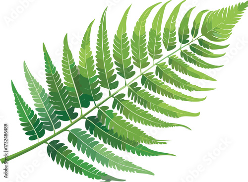 Detailed Isolated Fern Leaf on White Background