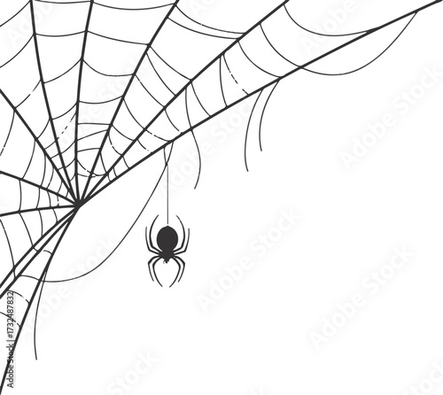 spider and web