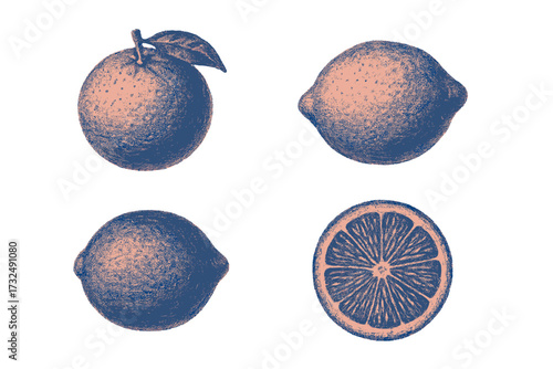 Textured vintage style citrus fruit collection with whole and sliced orange and lemons botanical elements on white