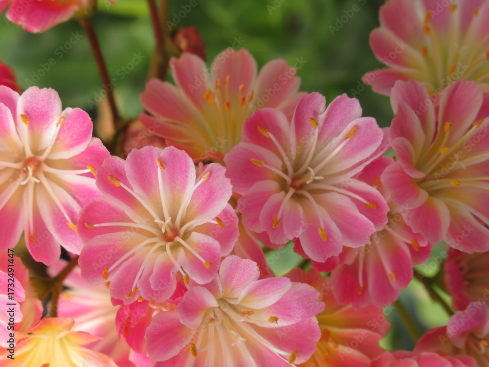 Obraz premium Zbliżenie na kwiaty rośliny z gatunku lewisia