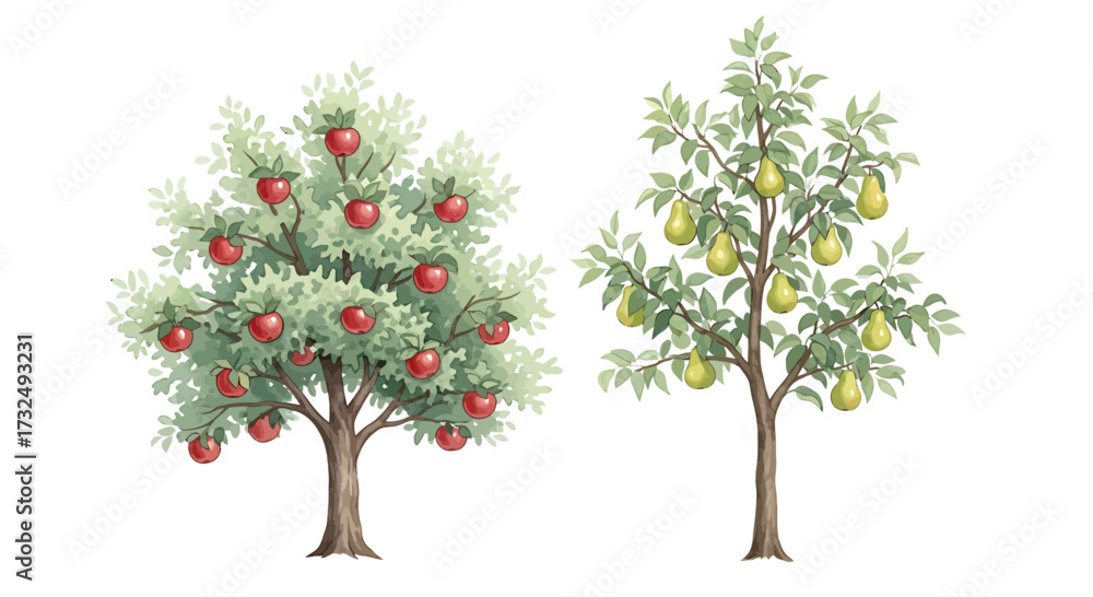 Fototapeta premium A Pair of fruit trees each bearing apples and pears.