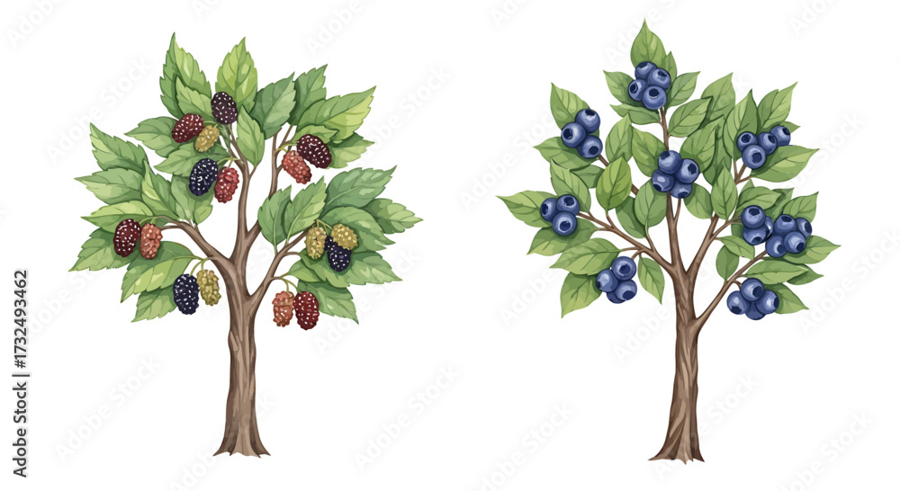Obraz premium Illustrative depiction of two fruit-bearing trees.