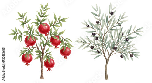 Pomegranate tree with Olive tree illustration.