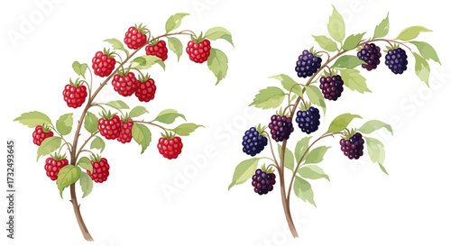 A beautiful raspberry and blackberry branches with fresh berries.