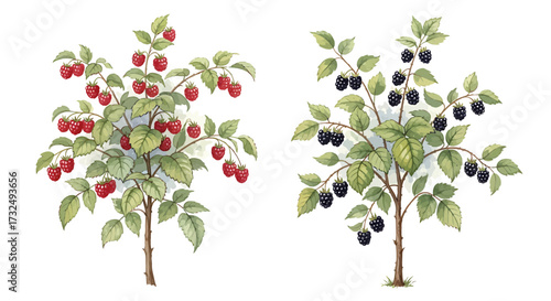 A colorful and healthy bush with a full crop of red and black berries.