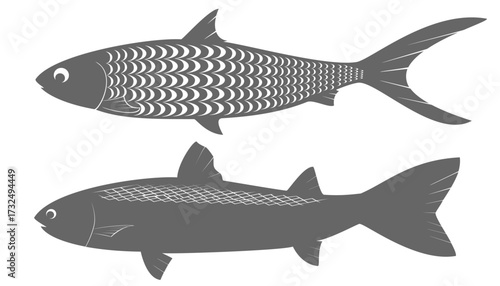 Imaginary image of milkfish and mullet with perforated fins on a white background, vector