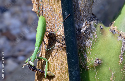 Gros plan sur une mante religieuse dévorant un petit lézard