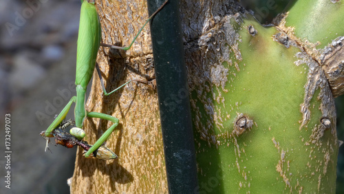 Gros plan sur une mante religieuse dévorant un petit lézard