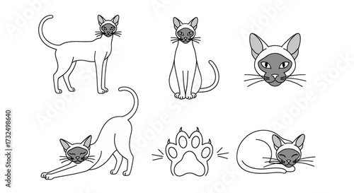 Charming Siamese cat illustrations in various playful poses and close-up details